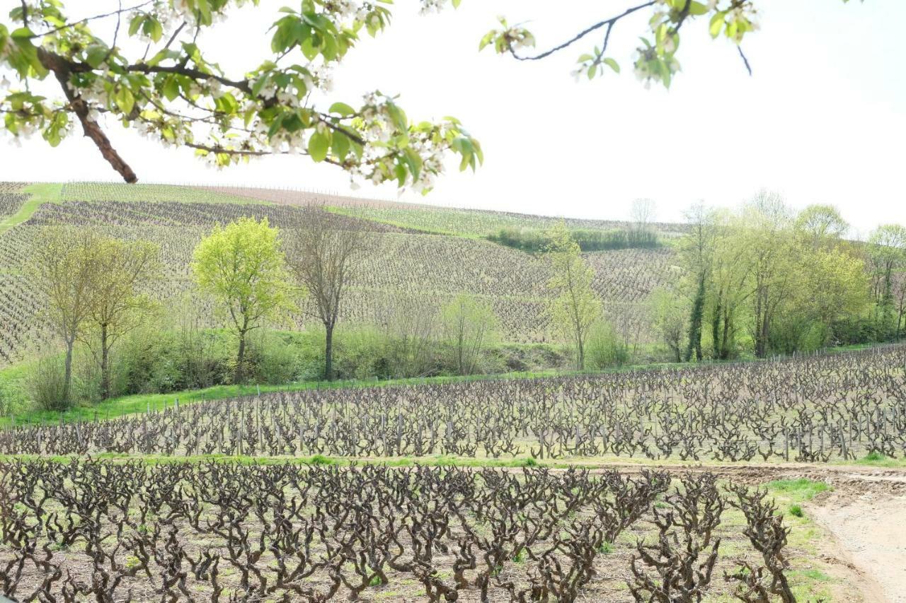 La Maison Des Vignes Charentay Eksteriør bilde